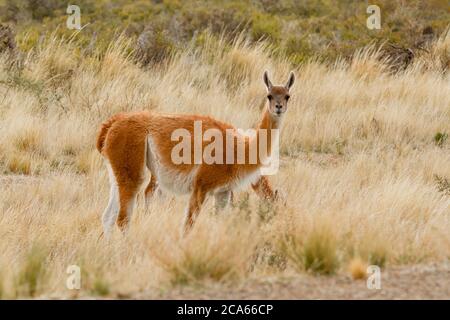 Guanaco in Peninsula Valdes in Patagonia, Argentina. Guanaco is a mammal of the genus Lam of the family of camelid. Is the ancestor of the Stock Photo