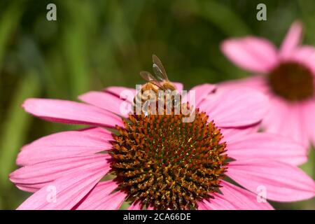 Closeup of a Western honeybee Apis mellifera on an Echinacea flower or purple coneflower in summer Stock Photo