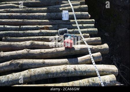a bridge over a ravine, people build a bridge in the forest, handmade bridge, Kaliningrad region, Russia, March 15, 2020 Stock Photo