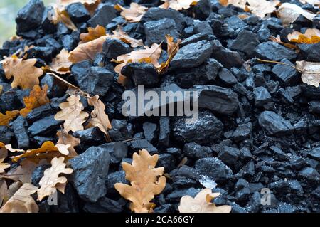 yellow leaves fallen from the trees on a pile of coal, black coal Stock Photo
