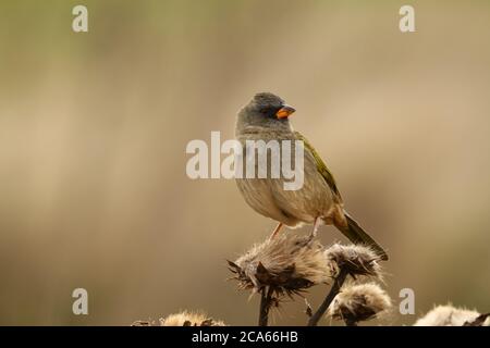 Great Pampa-finch, Embernagra platensis sitting on a branch in patagonia Stock Photo