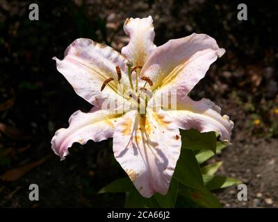 Closeup of a large Oriental lily, Lilium variety, Vancouver, BC, Canada Stock Photo
