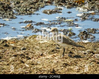 Pectoral Sandpiper, Calidris melanotos, wading in a mud flat. Stock Photo