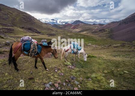 Packhorses are the only way to transport heavy loads across the Andean landscape in Peru where there are no roads. Stock Photo