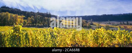 View of Zenith Vineyard, Amity, Willamette Valley, Oregon, USA Stock Photo