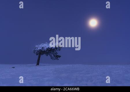 Full moon on AI-Petri Crimea. Snowy Christmas fairy-tale landscape. Moonlit night. Crimean pines in the snow. Full moon and blue sky. Natural backgrou Stock Photo