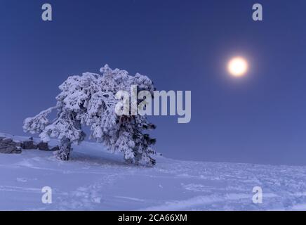 Full moon on AI-Petri Crimea. Snowy Christmas fairy-tale landscape. Moonlit night. Crimean pines in the snow. Full moon and blue sky. Natural backgrou Stock Photo
