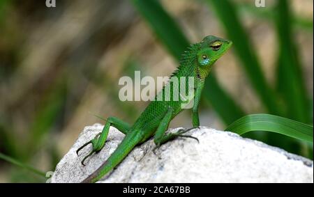 SRI LANKAN GREEN LIZARD ON THE STONE. CLOSE-UP Stock Photo