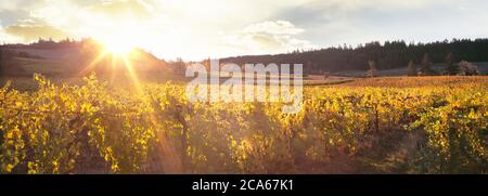 Sunrise over Zenith Vineyard, Amity, Willamette Valley, Oregon, USA Stock Photo