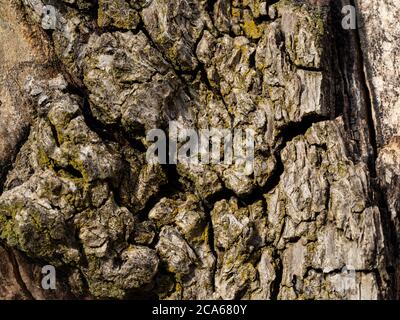 Bark of an old pear tree (Pyrus) covered with some green lichen. Stock Photo