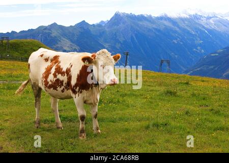 White cow with brown spots grazing in an alpine green meadow surrounded by Alps Mountains Stock Photo