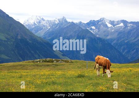 Brown cow with white spots grazing in an alpine green meadow surrounded by Alps Mountains snow peaks Stock Photo