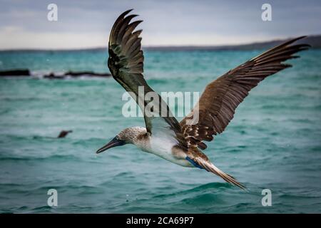 Blue footed Bobby in flight Stock Photo