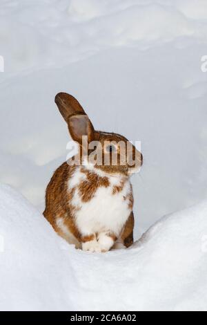 White-brown hare sitting on the snow in the nature Stock Photo