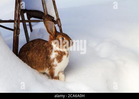 white and brown color hare, rabbit sitting on snow Stock Photo