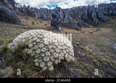 Austrocylindropuntia (Punotia) lagopus, a threatened species of cactus that grows in the high Andes of Peru. Stock Photo