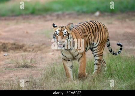 Tiger Walking in the Wild Stock Photo