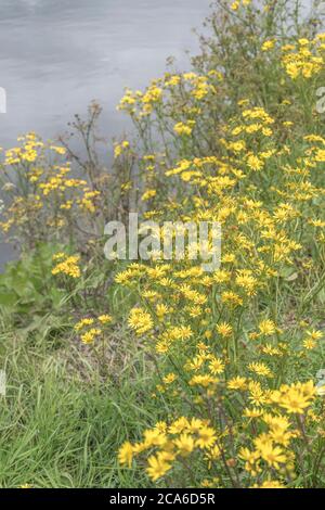 Flowering Marsh Ragwort, Water Ragwort / Senecio aquaticus. Member of Asteraceae once used as medicinal plant in herbal remedies. Wild yellow flowers. Stock Photo