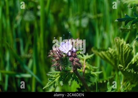 A violet tansy growing in the meadow in the middle of high weeds, common names are lacy phacelia, blue tansy or purple tansy, scientific name Phacelia Stock Photo