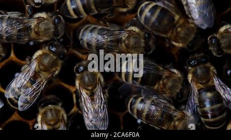 Bees swarming on honeycomb, extreme macro . Insects working in wooden beehive, collecting nectar from pollen of flower, create sweet honey. Concept of Stock Photo