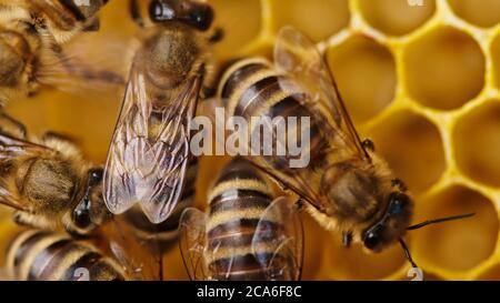 Bees swarming on honeycomb, extreme macro . Insects working in wooden beehive, collecting nectar from pollen of flower, create sweet honey. Concept of Stock Photo