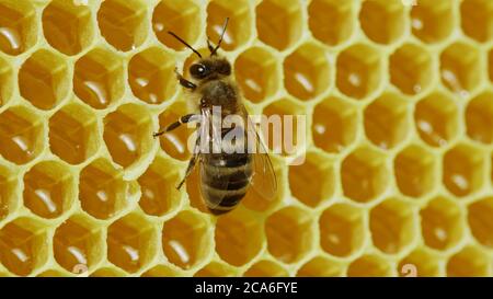 Bees swarming on honeycomb, extreme macro . Insects working in wooden beehive, collecting nectar from pollen of flower, create sweet honey. Concept of Stock Photo