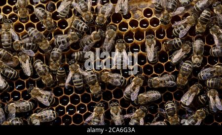 Bees swarming on honeycomb, extreme macro . Insects working in wooden beehive, collecting nectar from pollen of flower, create sweet honey. Concept of Stock Photo