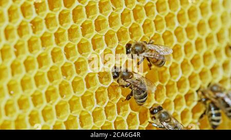 Bees swarming on honeycomb, extreme macro . Insects working in wooden beehive, collecting nectar from pollen of flower, create sweet honey. Concept of Stock Photo