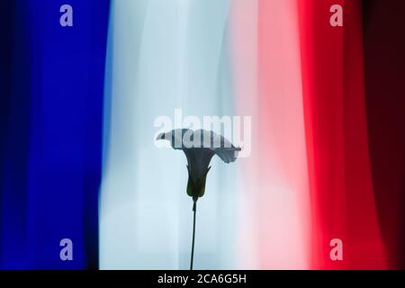 White flower under darkness symbolizing peace, in front of a French flag made of color lights with long exposure Stock Photo