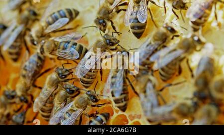 Bees swarming on honeycomb, extreme macro . Insects working in wooden beehive, collecting nectar from pollen of flower, create sweet honey. Concept of Stock Photo