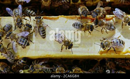 Bees swarming on honeycomb, extreme macro . Insects working in wooden beehive, collecting nectar from pollen of flower, create sweet honey. Concept of Stock Photo