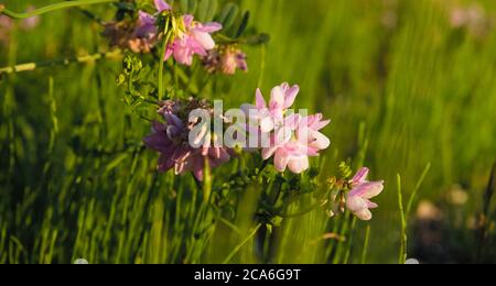 Beautiful wild flower Purple Crown Vetch under the sunlight, scientific name Coronilla varia Stock Photo