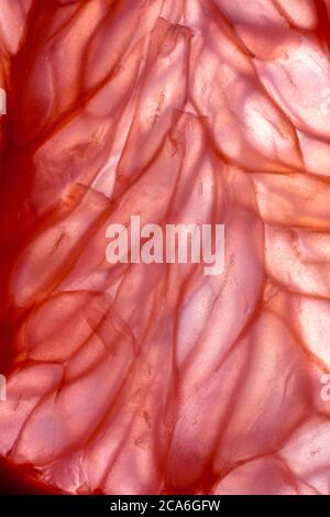 Pink Grapefruit - Close Up Stock Photo