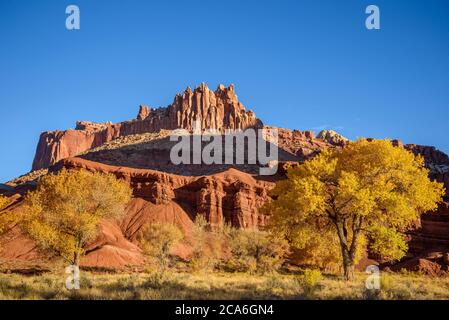 The Castle sandstone rock formation and Freemont Cottonwood tree in fall color at Capitol Reef National Park, Utah.