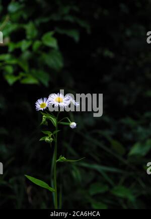 Annual fleabane flowers growing in the middle of a meadow , daisy fleabane .Scientific name Erigeron annuus Stock Photo