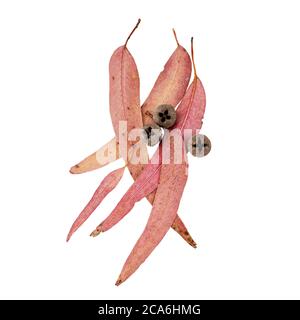 Southern blue gum or eucalyptus globulus red dried leaves and fruits isolated on white. Eucalypt gumnuts. Stock Photo