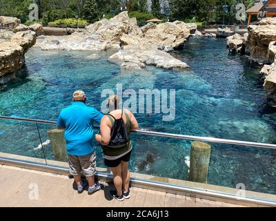 Orlando,FL/USA- 7/12/20: A man and woman feeding fish to the harbor seals and sea lions  at the Pacific Point Preserve enclosure at Seaworld in Orland Stock Photo