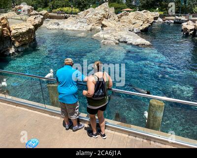 Orlando,FL/USA- 7/12/20: A man and woman feeding fish to the harbor seals and sea lions  at the Pacific Point Preserve enclosure at Seaworld in Orland Stock Photo