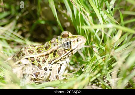 Leopard Frog in the grass on a path at Presqu'ile Provincial Park, Ontario, Canada Stock Photo