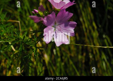 Close-up of a wild flower known as  Musk Mallow, scientific name Malva moschata Stock Photo