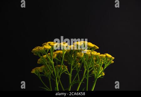 Yellow wild flower Tansy isolated on a black background, scientific name Tanacetum vulgare Stock Photo