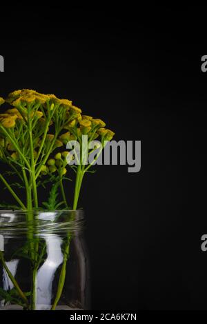 Yellow wild flower Tansy isolated on a black background, scientific name Tanacetum vulgare Stock Photo