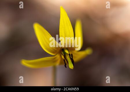 Erythronium, aka trout-lily, a spring blooming wildflower, New York State, USA. Stock Photo