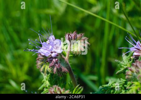 A violet tansy growing in the meadow in the middle of high weeds, common names are lacy phacelia, blue tansy or purple tansy, scientific name Phacelia Stock Photo