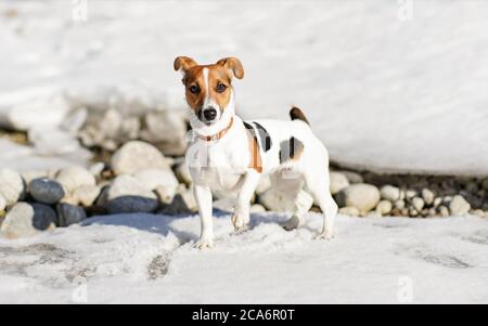 Small Jack Russell terrier standing on the snow, one leg up, lit by sun, some rocks visible under ice behind her. Stock Photo