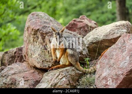 Yellow footed rock wallaby kangaroo ( Petrogale xanthopus ) sitting on red rocks Stock Photo