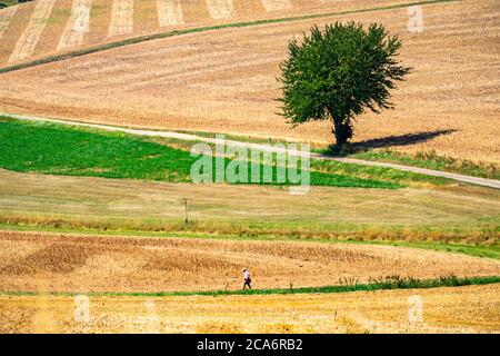 Country lane, harvested fields, southeast of Nideggen, in the Rur-Eifel, NRW, Germany, Stock Photo