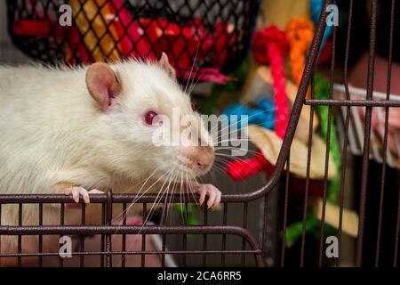 Curious friendly fancy pet siamese rat looking out of open metal cage Stock  Photo - Alamy
