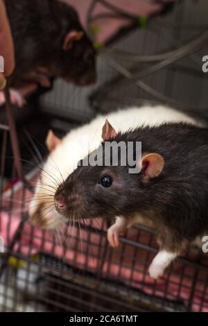 Fancy berkshire pet black rat at cage opening Stock Photo Alamy