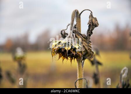 Withered sunflower on the field in late October evening in Espoo, Finland. Stock Photo